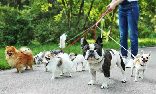 dog-walking-sydney