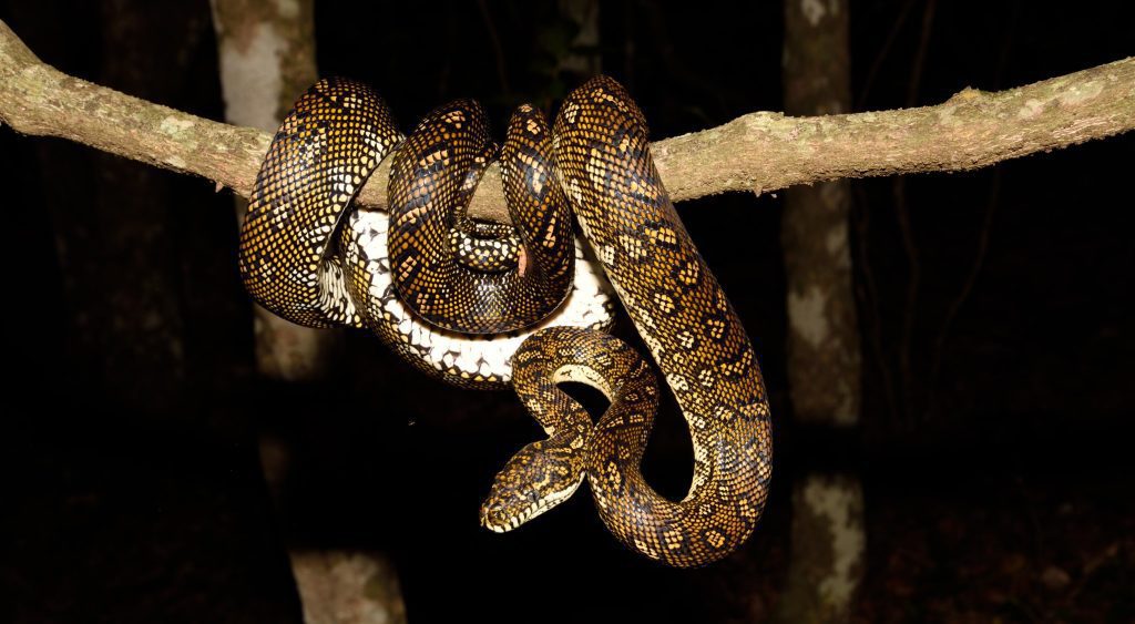 Snakes in North Sydney?! Who You Gonna Call? - North Sydney Living