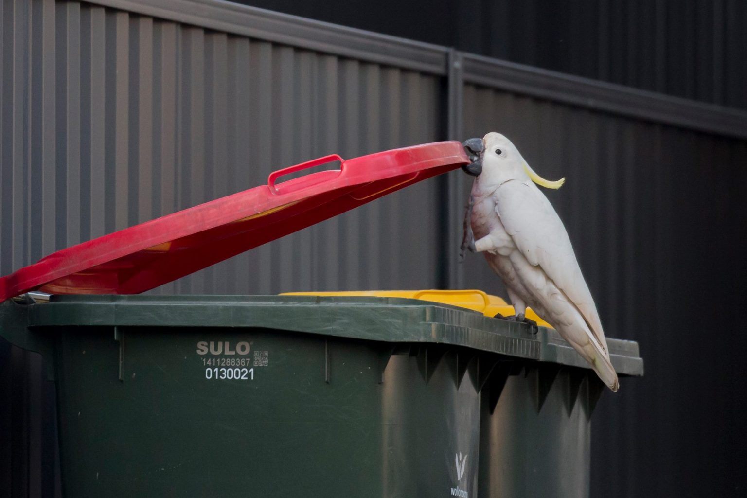 Watch Out For BinOpening Cockatoo This Month